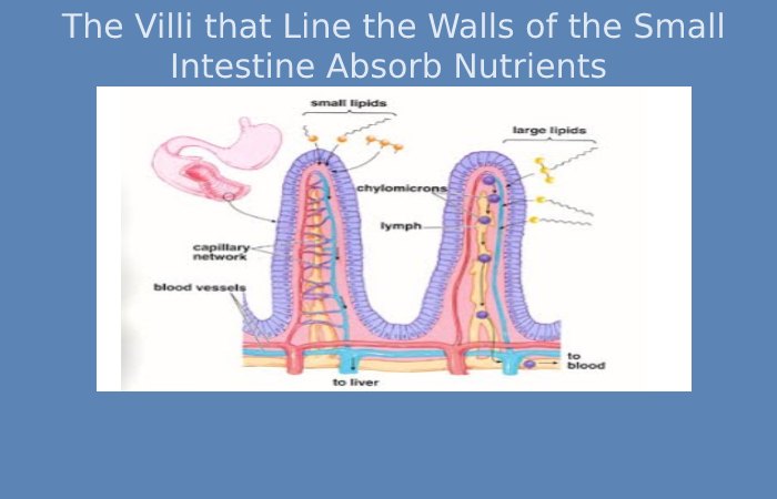 1. The Villi that Line the Walls of the Small Intestine Absorb Nutrients