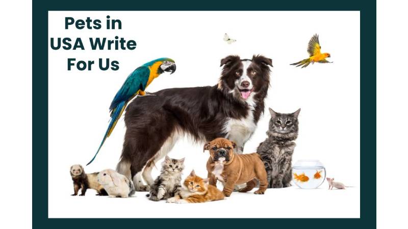 Pets in USA Write For Us (Guest Post):