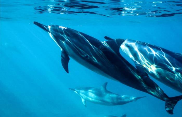 Dolphin Watching